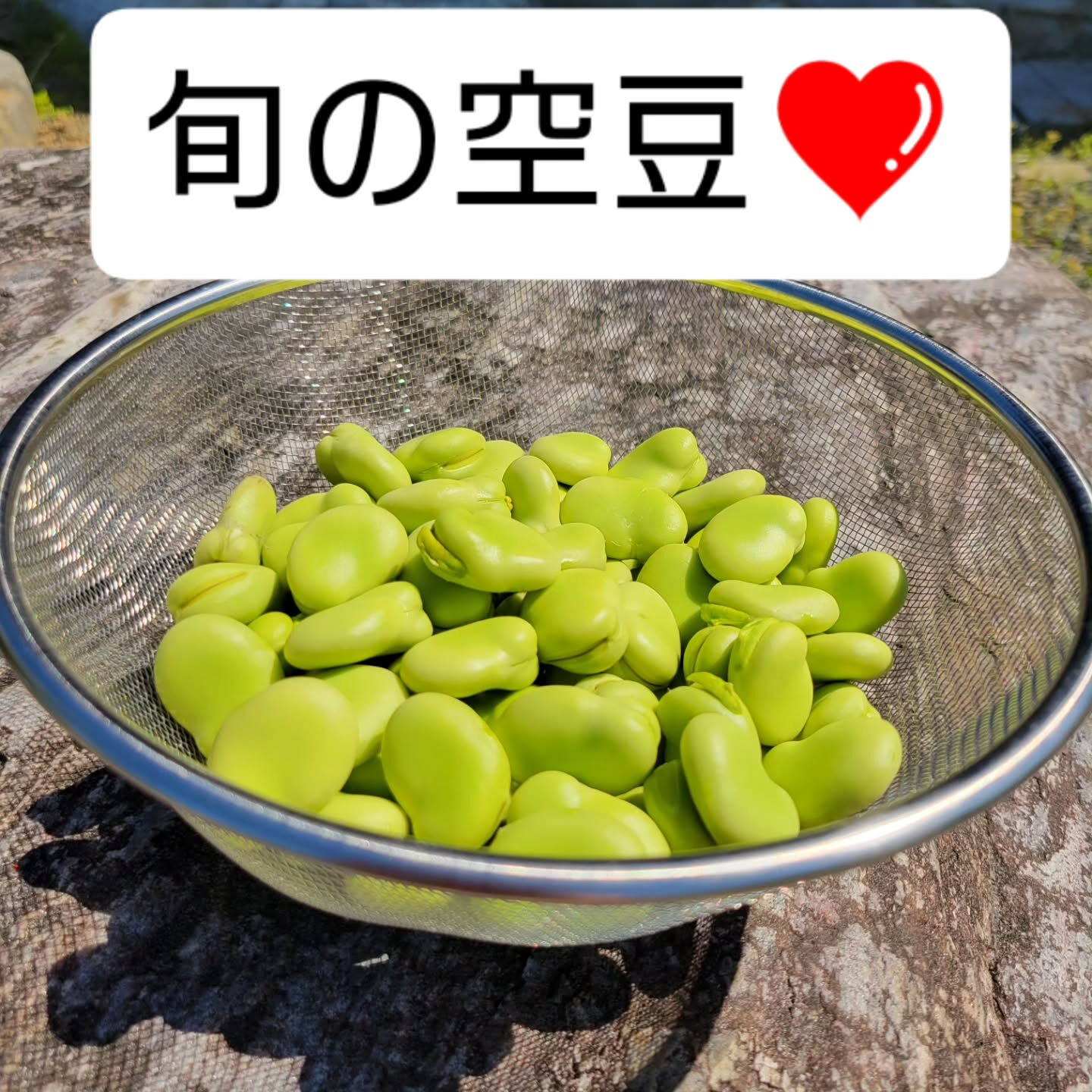 旬の空豆を頂きました😆